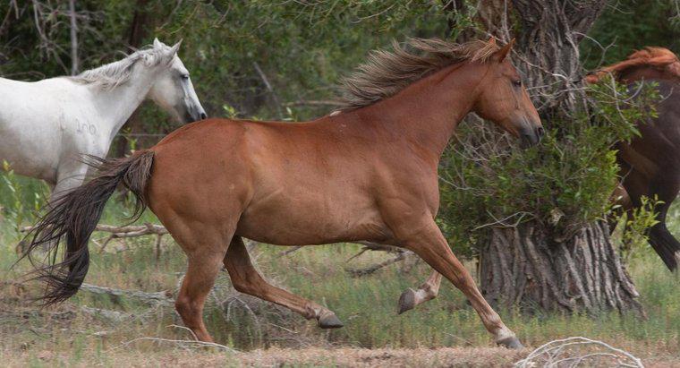 Was ist der Lebensraum eines Pferdes?