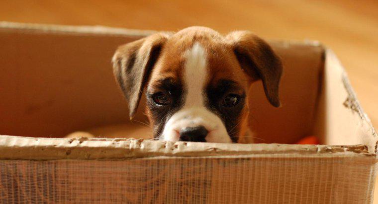 Wie lange leben Boxerhunde?