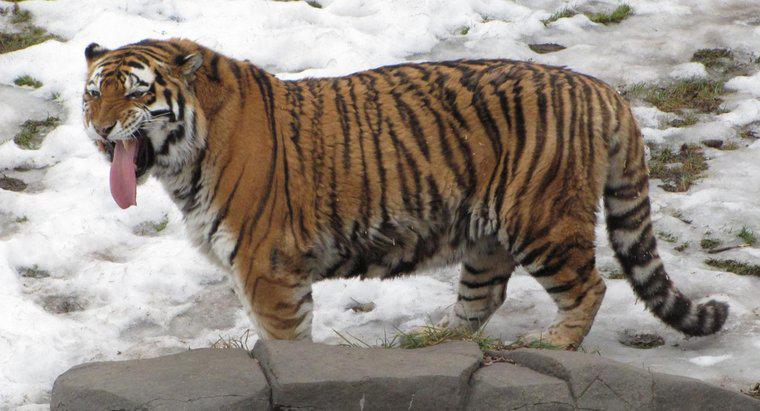 Was sind die Ähnlichkeiten und Unterschiede zwischen dem sibirischen Tiger und dem bengalischen Tiger?