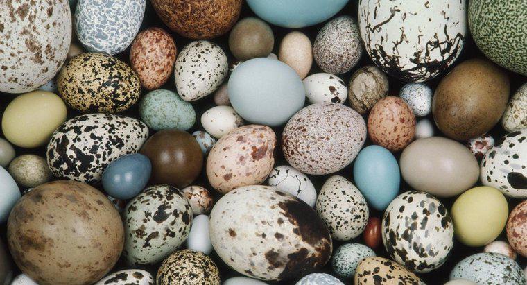 Welche Tiere legen Eier?