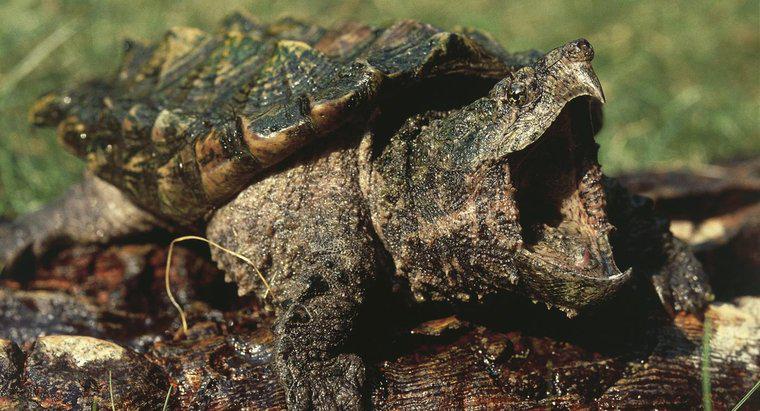 Was fressen Alligator-Schnappschildkröten?