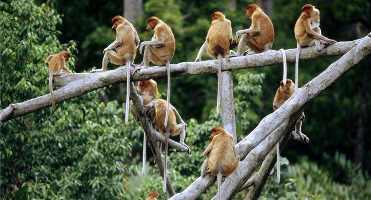 Wie nennt man eine Gruppe von Affen?