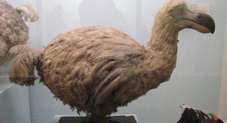 Was haben Dodo-Vögel gefressen?