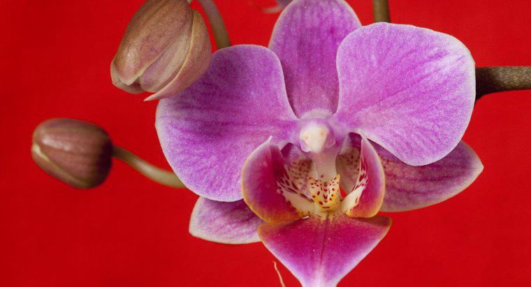 Sind Orchideen giftig?