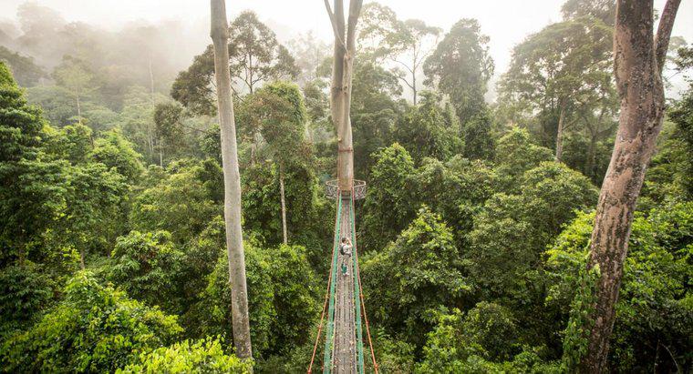 Wie ist das Klima in einem tropischen Regenwald?