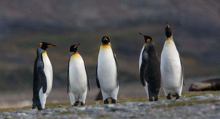 Wie überleben Pinguine in der Antarktis?