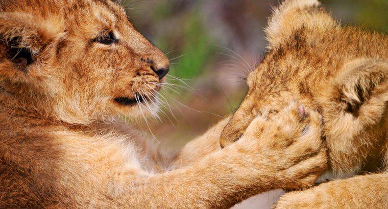 Warum haben Lions Vorderpfoten mit langen einziehbaren Krallen?