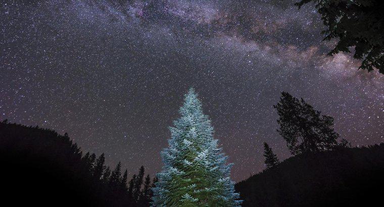 Was ist der größte lebende Weihnachtsbaum der Welt?