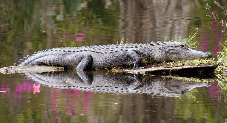 Wie lange kann ein Alligator unter Wasser bleiben?