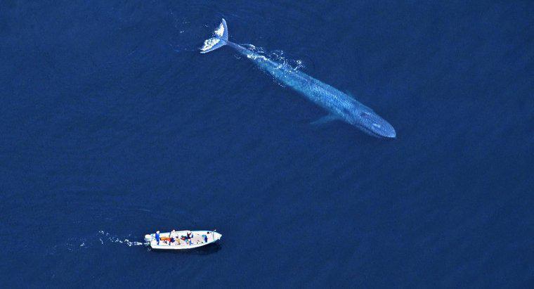 Ist der Blauwal größer als ein Dinosaurier?