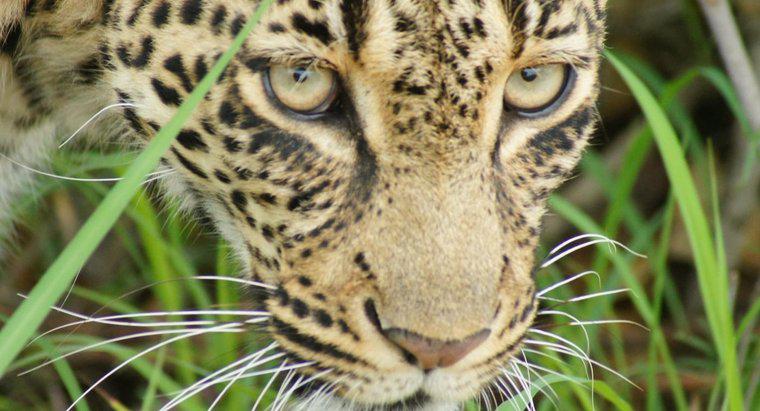 Wo leben Leoparden in Afrika?