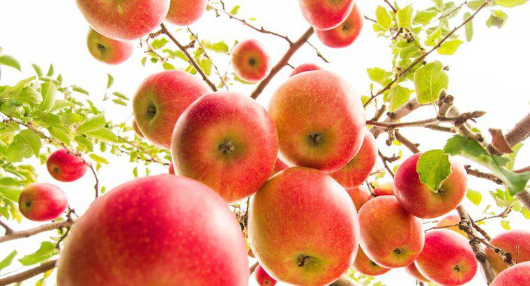 Wie viele Äpfel produzieren Apfelbäume?