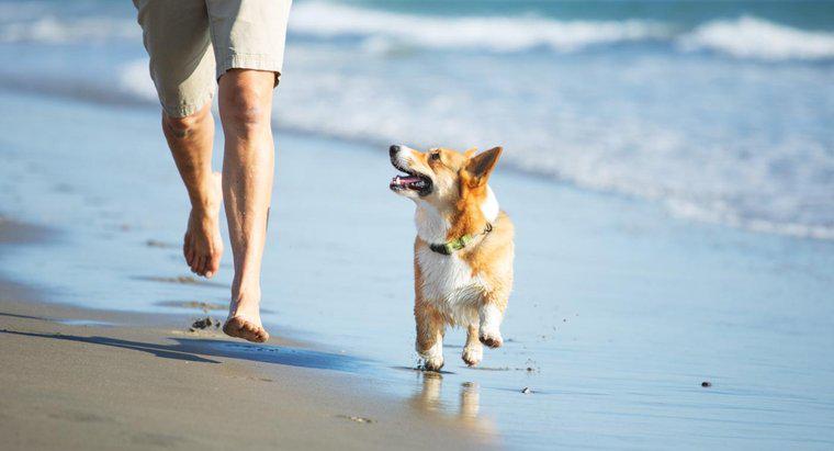 Was passiert, wenn ein Hund Sand frisst?