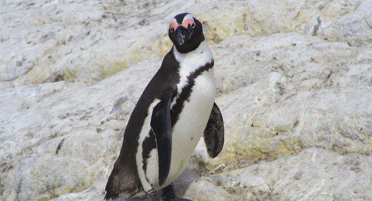 Leben Pinguine am Nordpol?