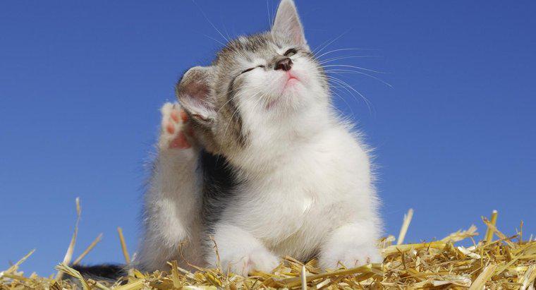 Tötet Babyöl Flöhe bei Katzen?
