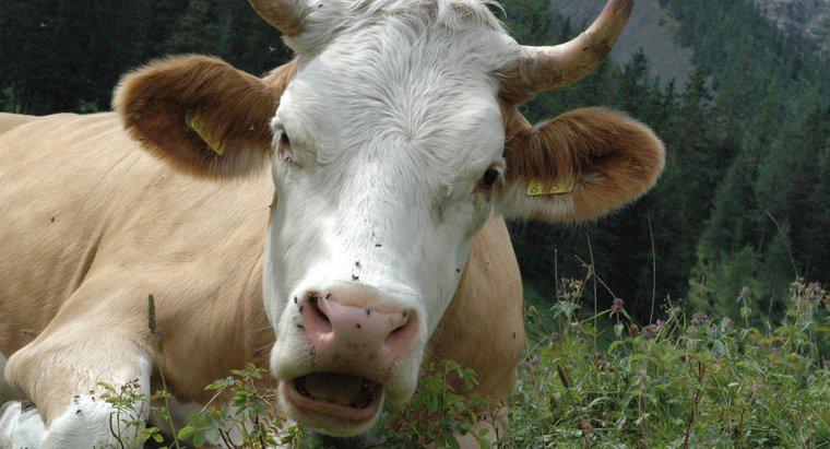 Wie viel Futter frisst eine Kuh?