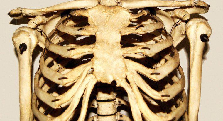 Welche Organe werden durch den Brustkorb geschützt?