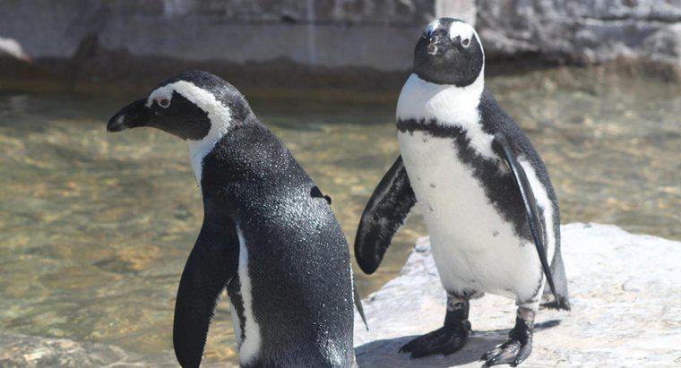 Wie lange können Pinguine unter Wasser bleiben?