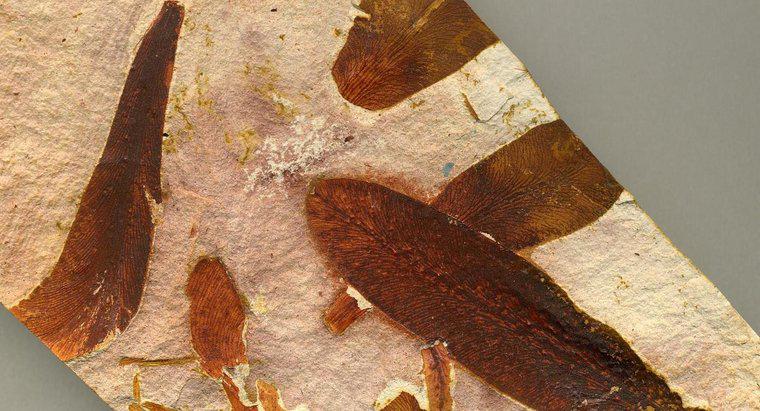 Wo werden Glossopteris-Fossilien gefunden?