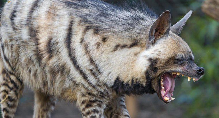 Was ist die Bisskraft einer Hyäne?