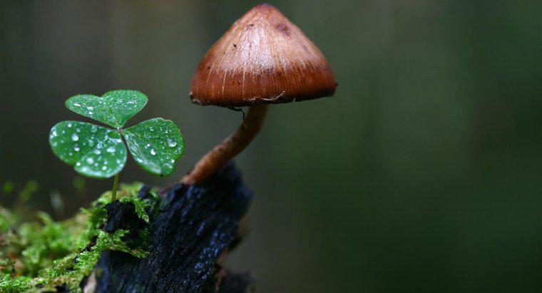 Wie passen sich Pilze an ihre Umgebung an?
