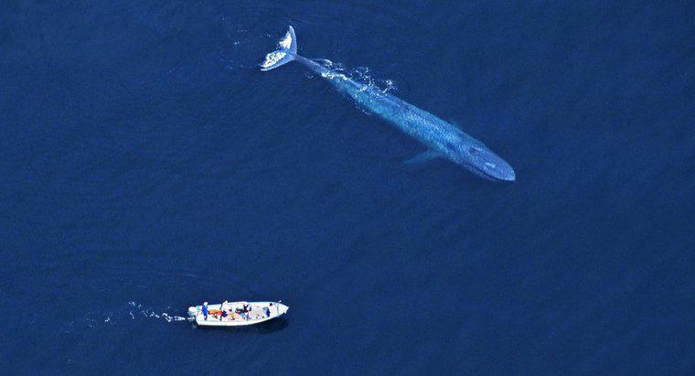 Warum töten Menschen Blauwale?