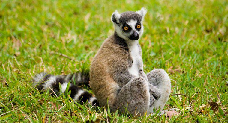 Was ist der Lebensraum eines Lemurs?