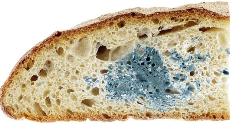 Welche Brotsorte formt sich am schnellsten?