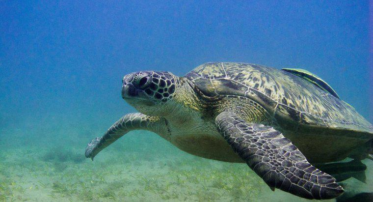 Wie lange können Schildkröten unter Wasser bleiben?
