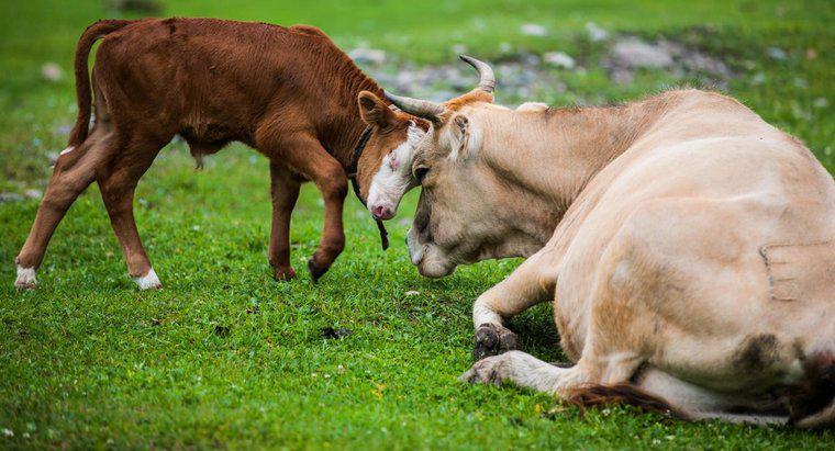 Wie lange dauert es, bis eine Kuh ein Kalb bekommt, wenn sie einmal trächtig ist?