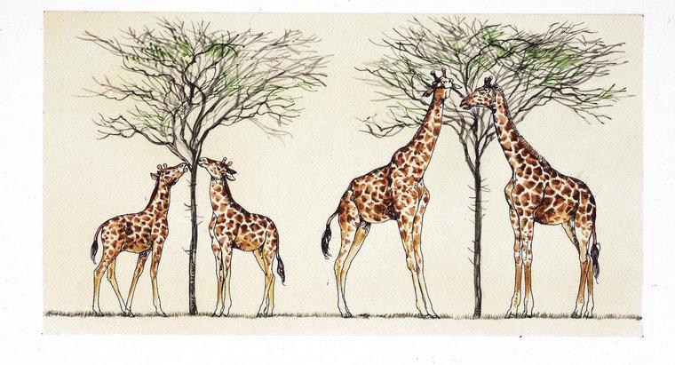 Wie hat Lamarck erklärt, warum Giraffen lange Hälse haben?