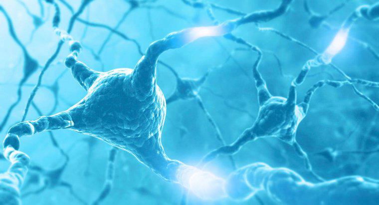 Wie wandert der Nervenimpuls entlang des Neurons?