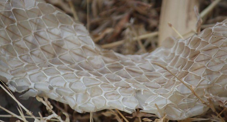 Wie oft häuten Schlangen ihre Haut?