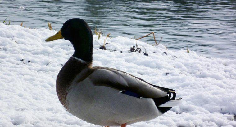 Können Enten den Winter überleben?