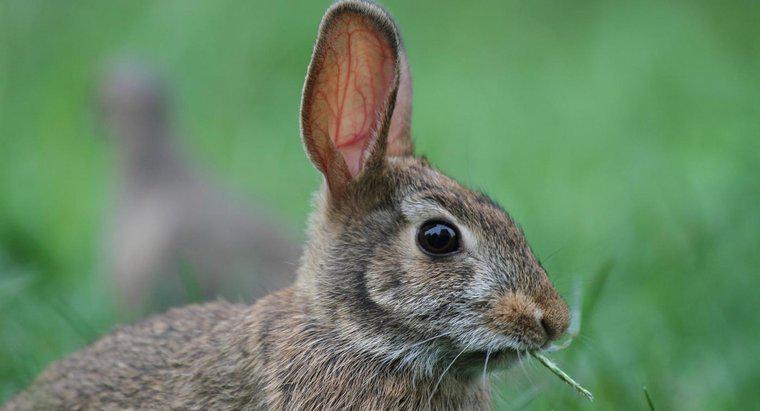 Welches Tier frisst Kaninchen?