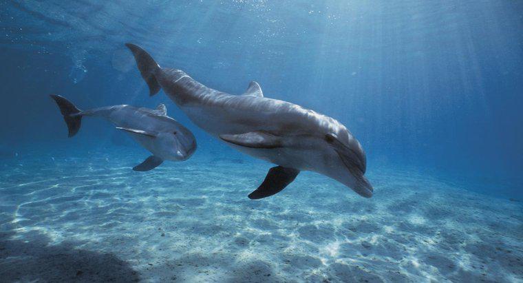 Wie lange können Delfine den Atem anhalten?