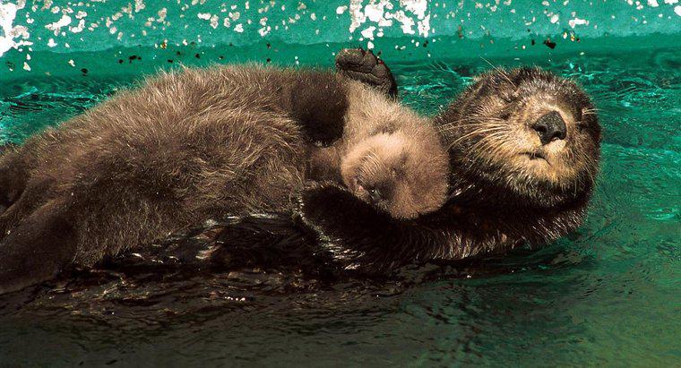 Wie lange bleiben Otter bei ihren Müttern?