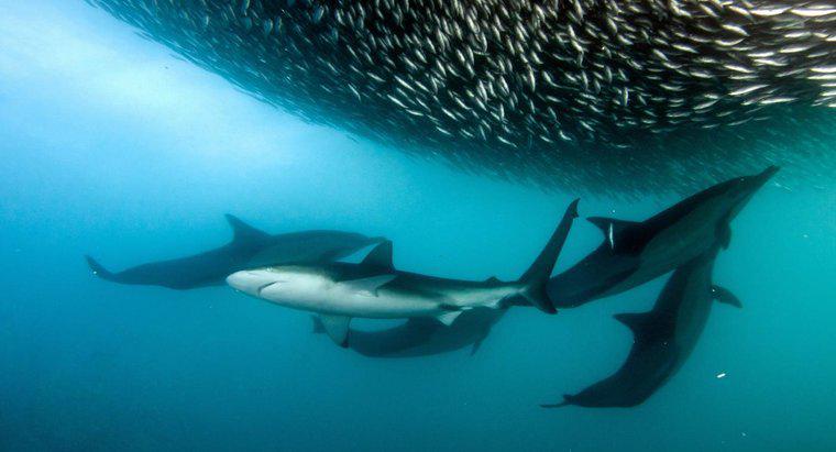 Wie sind Haie und Delfine gleich?