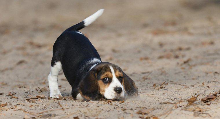 Wie viel wiegen Beagles?