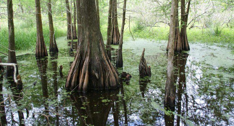 Was sind die wichtigsten Landschaftsformen von Louisiana?