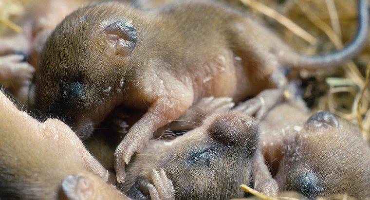 Wie oft bekommen Mäuse Babys?