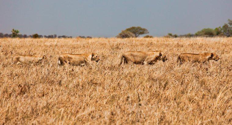 Wie passen sich Lions dem Grasland an?