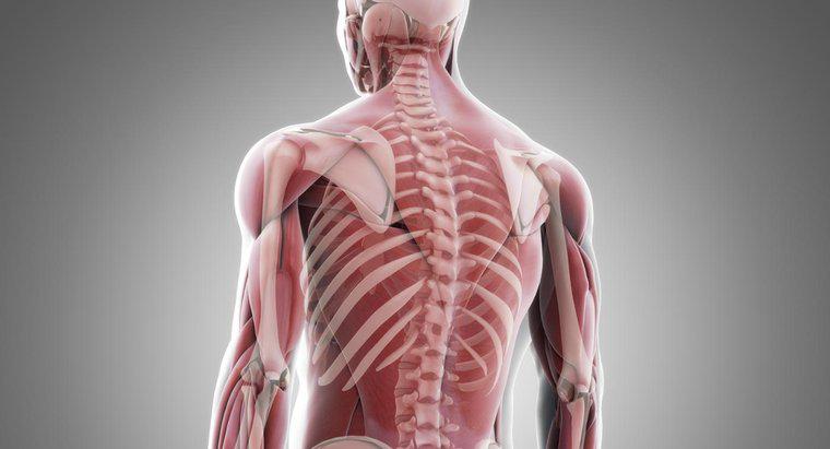 Wie sind Muskeln mit Knochen verbunden?
