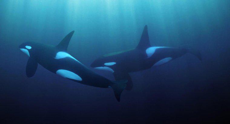 In welcher Meereszone leben Killerwale?