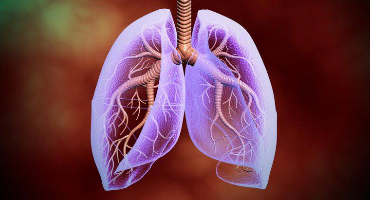 Wo befindet sich die Lunge im menschlichen Körper?
