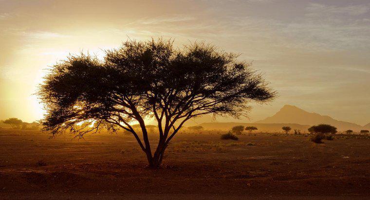 Wie viel Prozent Afrikas ist Wüste?