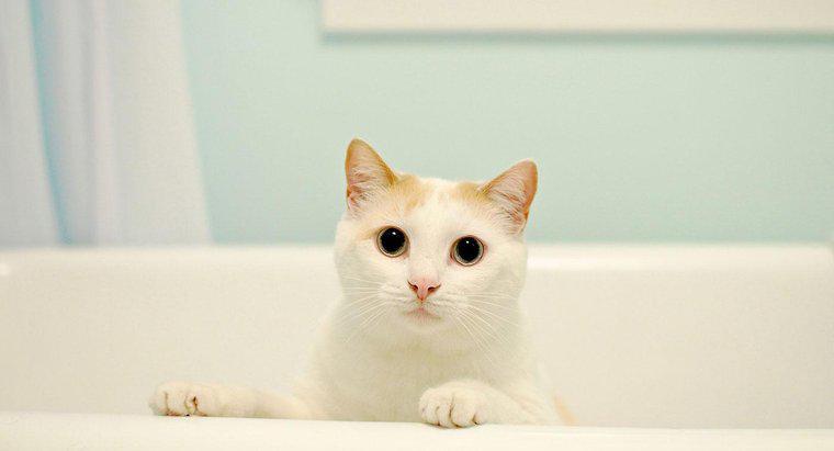 Brauchen Katzen ein Bad?