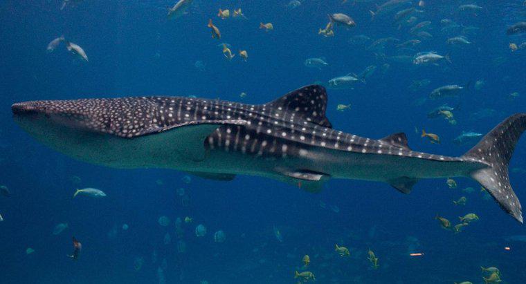 Was war der größte jemals gefundene Hai?