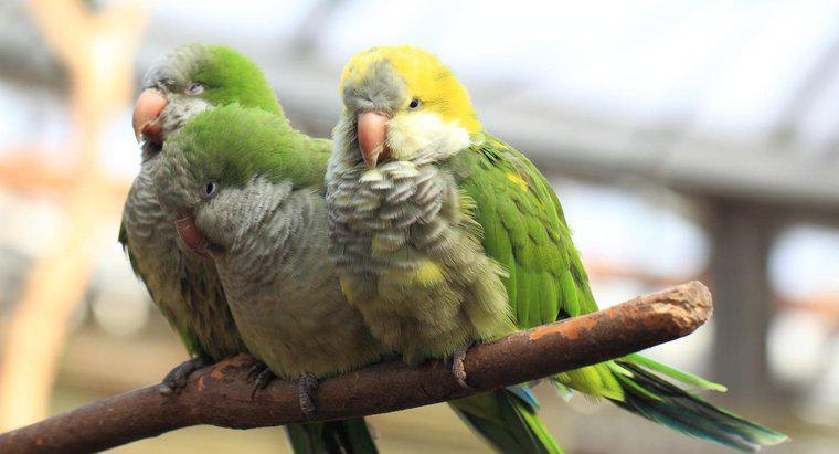 Was ist die Lebensdauer eines Quäker-Papageis?