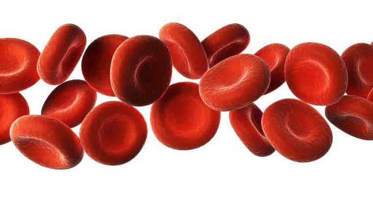 Was sind sechs Substanzen, die durch Blut transportiert werden?